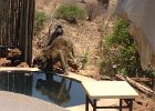 Cheeky blighter drinking from our plunge pool